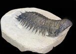 Bargain Crotalocephalina Trilobite #43453-2
